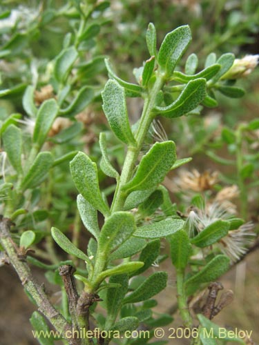 Bild von Baccharis rhomboidalis (baccharis L.Maule). Klicken Sie, um den Ausschnitt zu vergrössern.